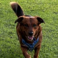 Photo of Spud   4 Year Old Corgi X