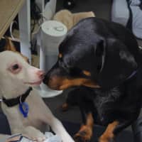 Photo of Kip   2 Year Old Cattle Dog X Dachshund