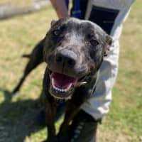 Photo of Miss Bambi (4286)