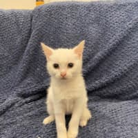 Photo of Peanut Butter