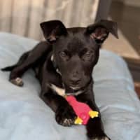 Photo of Black Bean 