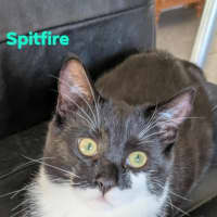 Photo of Spitfire