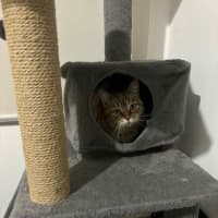 Photo of Lady Saffron