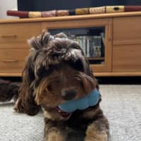 Photo of Ned   4 Year Old Labradoodle X Spoodle (Trial)