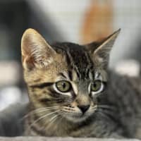 Photo of Butterscotch