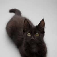 Photo of Jet