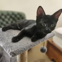 Photo of Void The Valiant