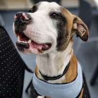 Photo of Bowie   8 Month Old Boxer X Staffy