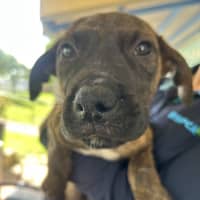 Photo of Nancy (Nala)