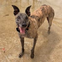 Photo of Pecco The Greyhound