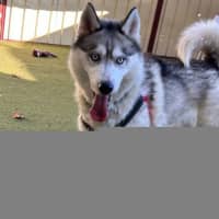 Photo of Rico