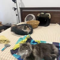 Photo of Teddy & Honk Honk   In Foster Care In Coburg