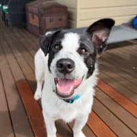 Photo of Peanut 