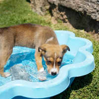 Photo of Baska   10 Week Old German Shepherd X