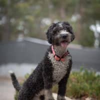 Photo of Sootie Newhaven