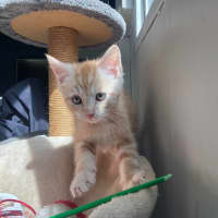 Photo of Dj Happy Paws