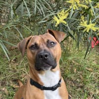 Photo of Bruno