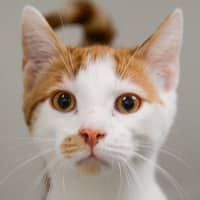Photo of Mimos
