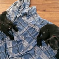 Photo of Pumpkin   12 Week Old Wolfhound X