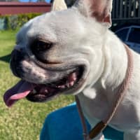 Photo of Millie 