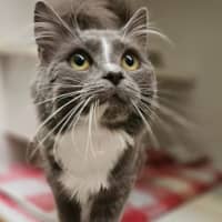 Photo of Trixie Meowttel