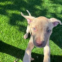 Photo of Squishy   11 Week Old Staffy X