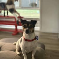 Photo of Oscar   6 Year Old Chihuahua X