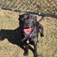 Photo of Miss Bambi (4286)