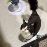 Photo of Catman