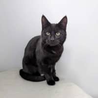 Photo of Desdemona Salem   Located In Preston