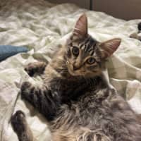 Photo of Benji