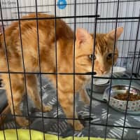 Photo of Loki ** 2nd Chance Cat Rescue**