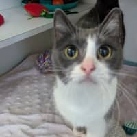 Photo of Blu