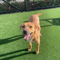 Photo of Peach Imp 1711