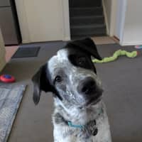 Photo of Fredrik *$250 Adoption Fee*