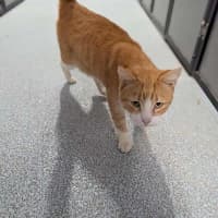 Photo of Waffles