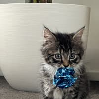 Photo of Gizmo (Was Pesto)