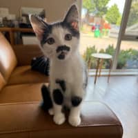 Photo of Flirt Meet Me At Petstock Chelsea