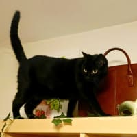 Photo of Bixie