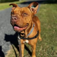 Photo of Scooby