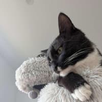 Photo of Max   In Foster Care In Reservoir