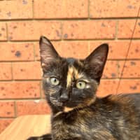 Photo of Diet Dr Pepper