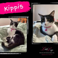 Photo of Kippis
