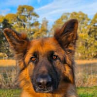 Photo of Otto