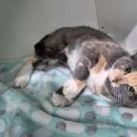 Photo of Misty
