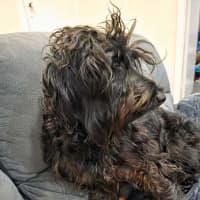 Photo of Nova