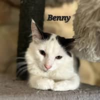 Photo of Benny