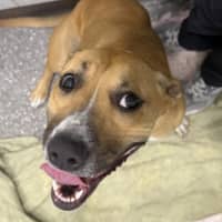 Photo of Daisy