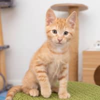 Photo of Chewie