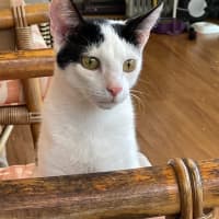 Photo of Julien   9 Month Old Domestic Short Hair